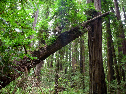 Leaning trunk, in the Cheatham Grove