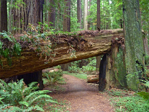 Tree bridge