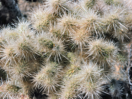 Cholla spines