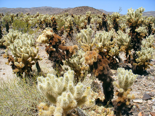 Teddy bear cholla, cylindropuntia bigelovii