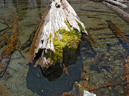 Tree trunk and moss