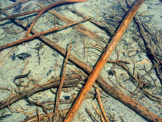 Submerged trees