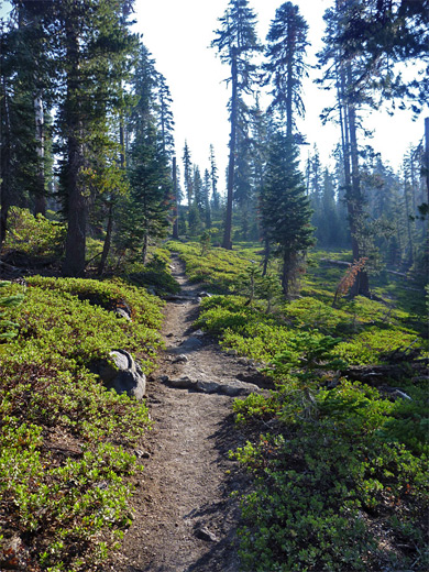 Sparse woodland