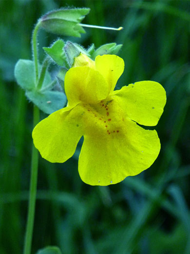 Common monkeyflower