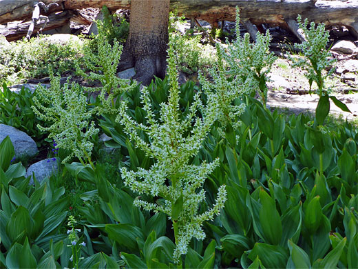 Corn lilies