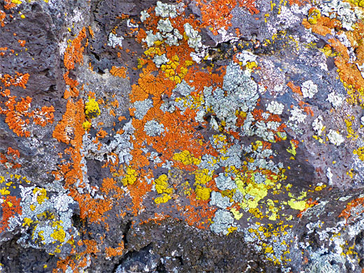 Red, yellow and green lichens