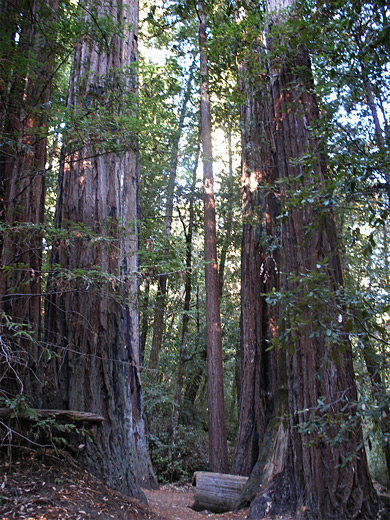 Creeping Forest Trail