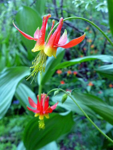 Crimson columbine at Paradise Meadows