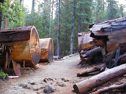 Cut trees along the Lower Grove Trail