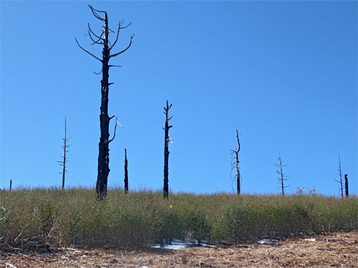 Burnt trees