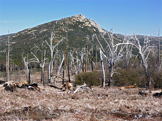 Wildfire damage