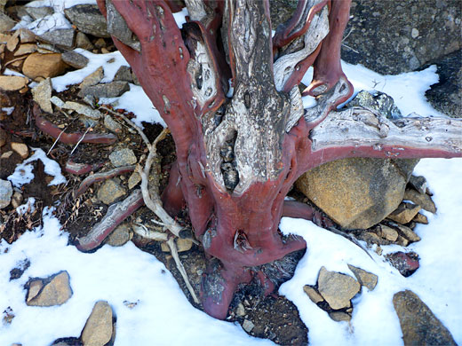 Manzanita
