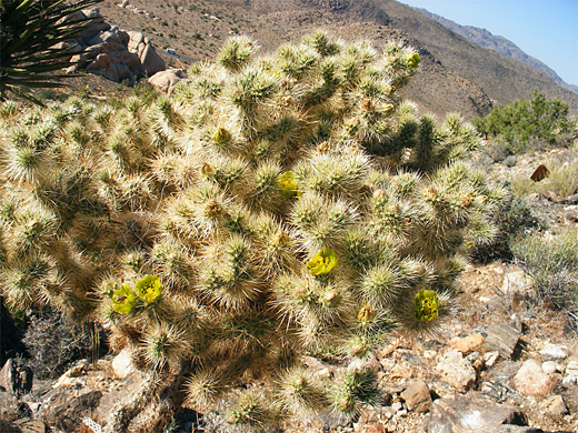 Silver cholla, cylindropuntia echinocarpa