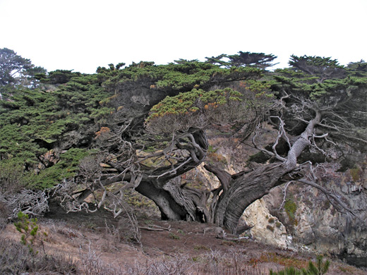 Aged cypress tree