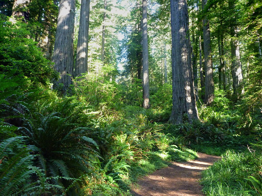 Start of the Damnation Creek Trail