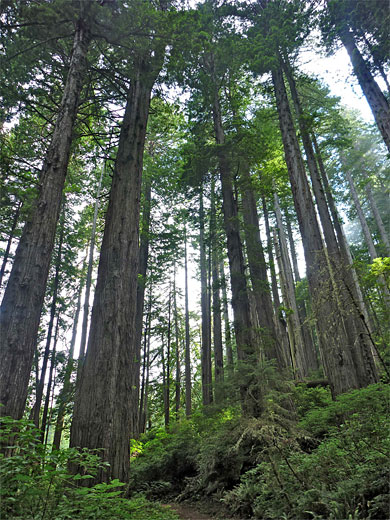 Tall redwoods