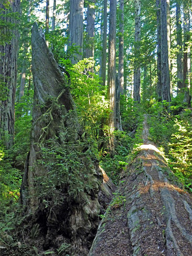 Fallen tree