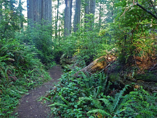 Thick undergrowth, as the path starts its steep descent