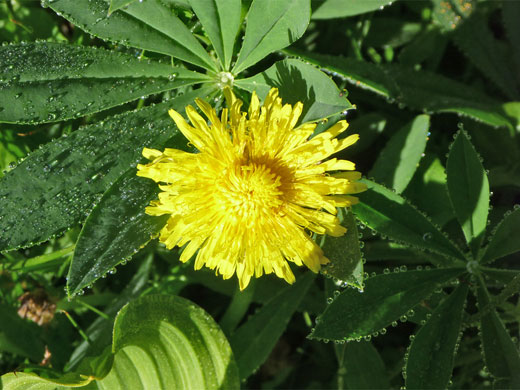 Common Dandelion