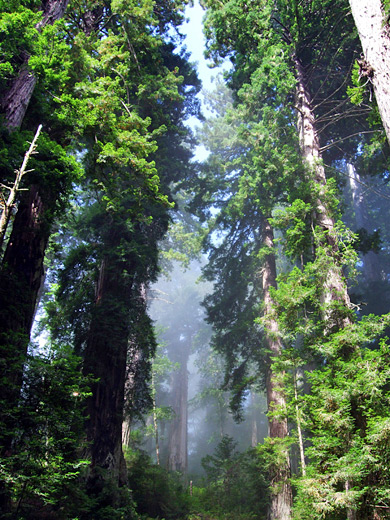 Tall redwoods