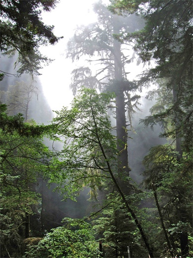 Misty trees