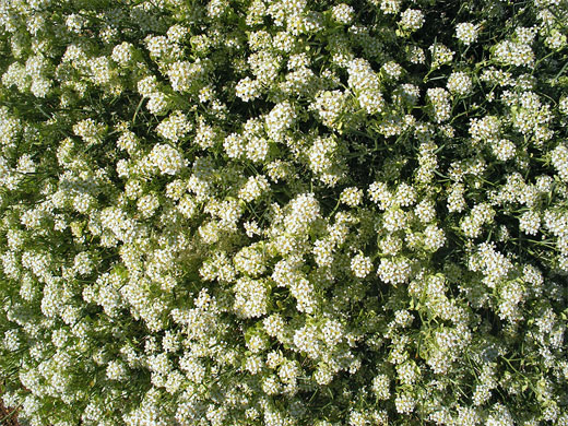 Tiny flowers