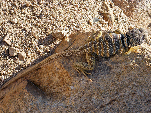Desert collared lizard