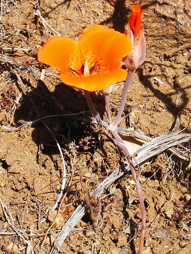 Desert Mariposa Lily