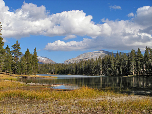 Grass beside Dog Lake 