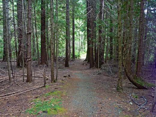 Douglas fir