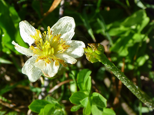 Drummond's Anemone; White and yellow flower of anemone drummondi (Drummond's anemone) in Paradise Meadows, Lassen Volcanic National Park, California