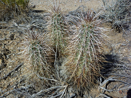 Dense spines of Engelmann's hedgehog cactus