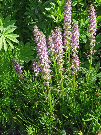 Group of plants