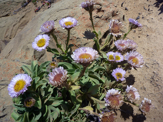 Seaside daisy