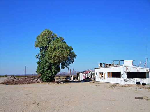 Tree and ruin, Essex