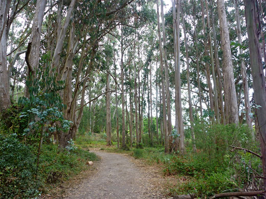 Start of the Coast Trail