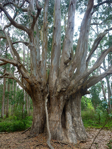 Wide trunk of an aged eucalyptus tree