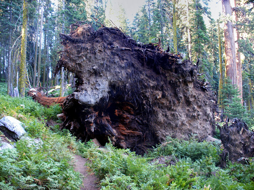 Roots of a recently fallen sequoia tree