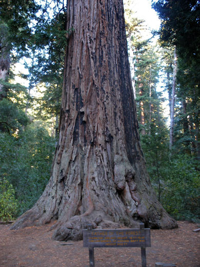 Father of the Forest