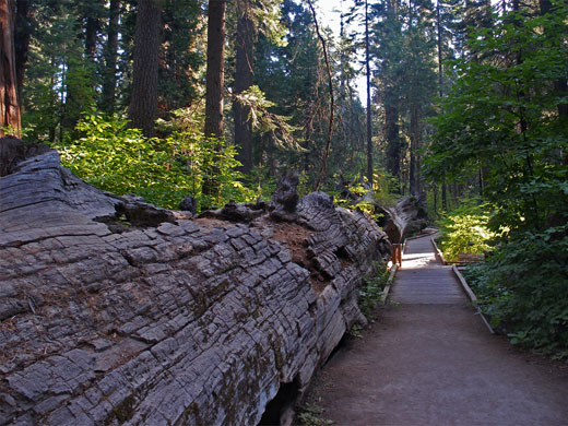 Calaveras Big Trees State Park