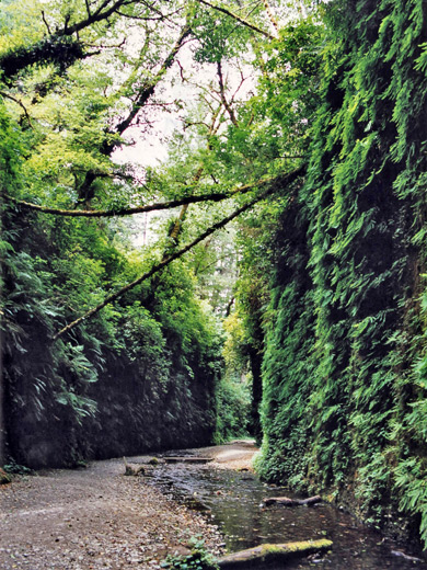 Fern Canyon