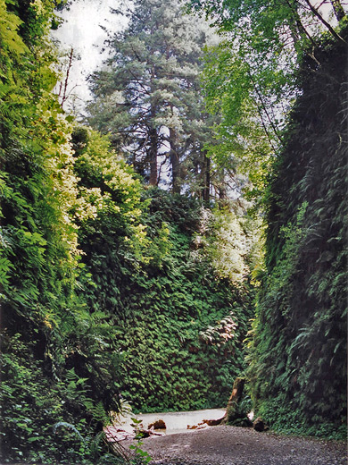 Bend in the narrows of Fern Canyon