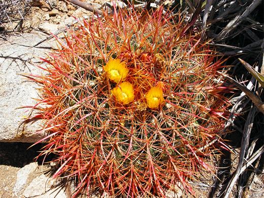 Ferocactus