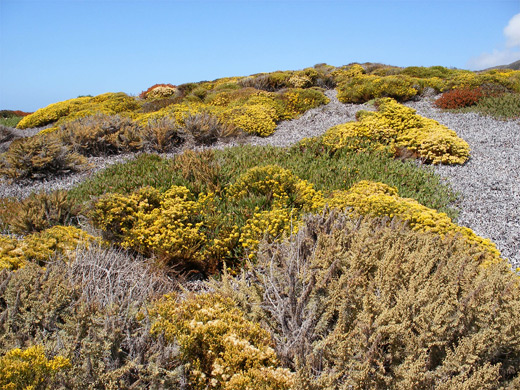 Flowers by Garrapata Beach