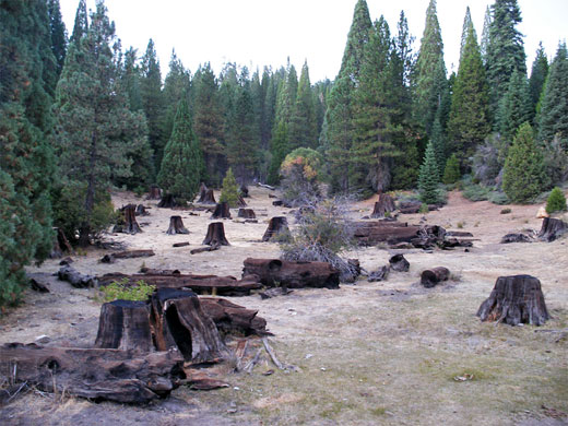 Old sequoia stumps and logs in Converse Basin