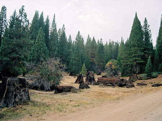 Sequoia stumps by the road through Converse Basin