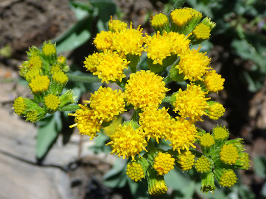 Canada Goldenrod; Yellow disc flowers of the Canada goldenrod (solidago canadensis) - Ridge Lakes, Lassen Volcanic National Park, California