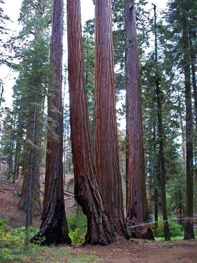 Trees in the North Grove