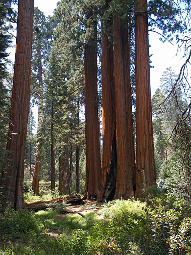 Giant sequoia