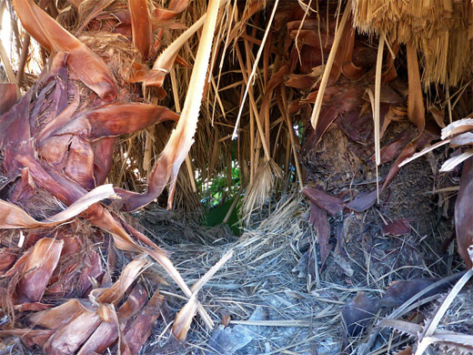 Base of a palm